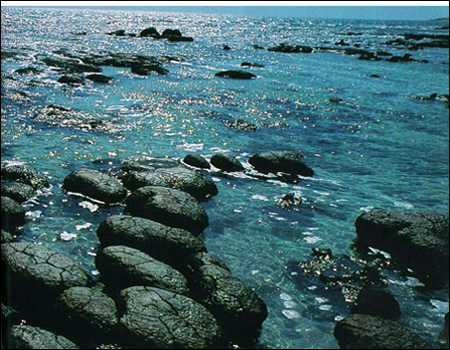 Modern_Stromatolites